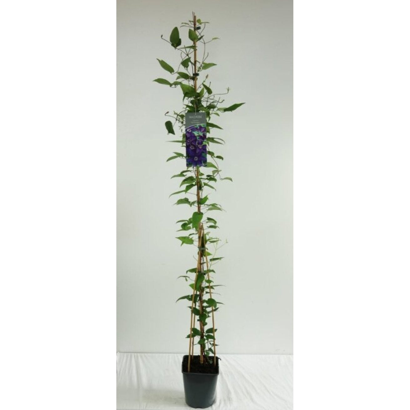 Klematis – Clematis 'The President' - C5 125-175 CM Stick