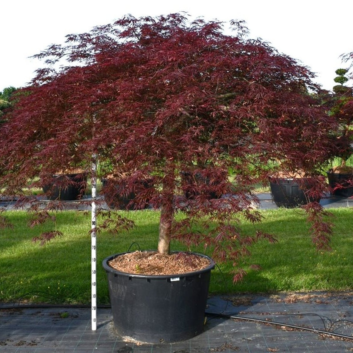 Japansk lönn – Acer palmatum 'Inaba-shidare' - C280 110 cm. Stam