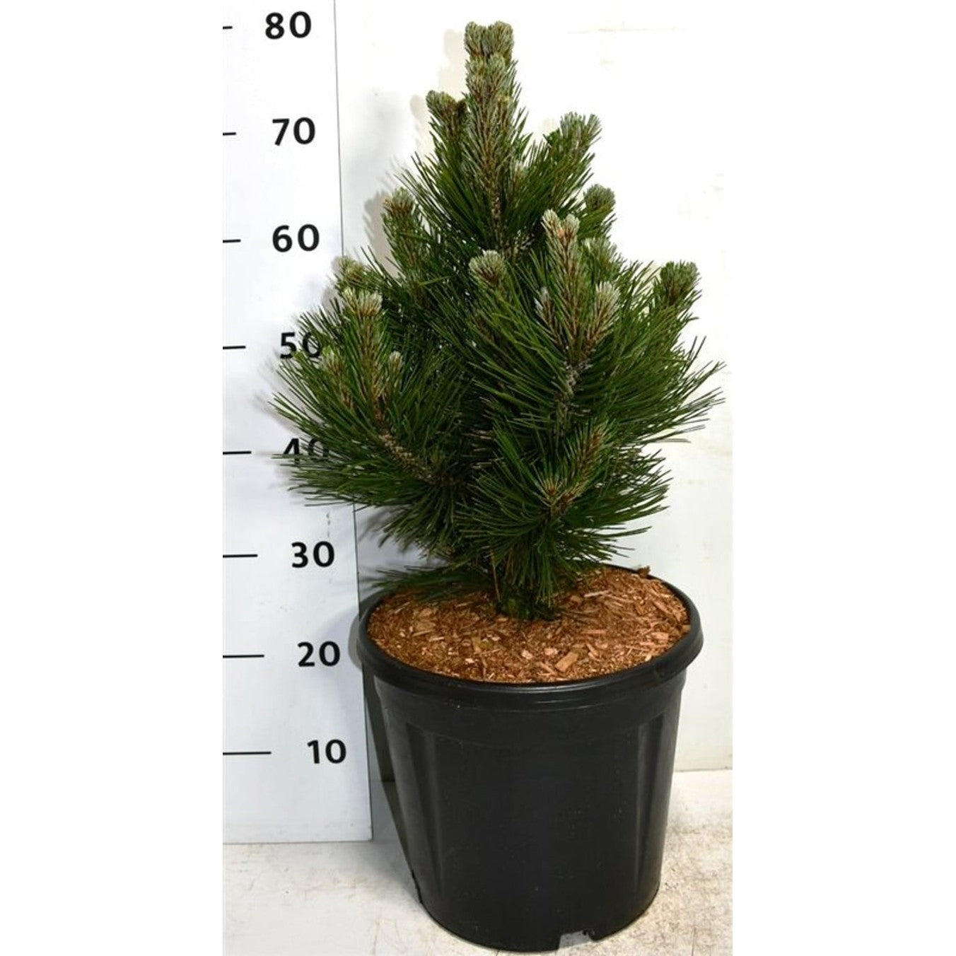 Svartbarrtall – Pinus heldreichii 'Little Dracula' - C12 30-40 CM
