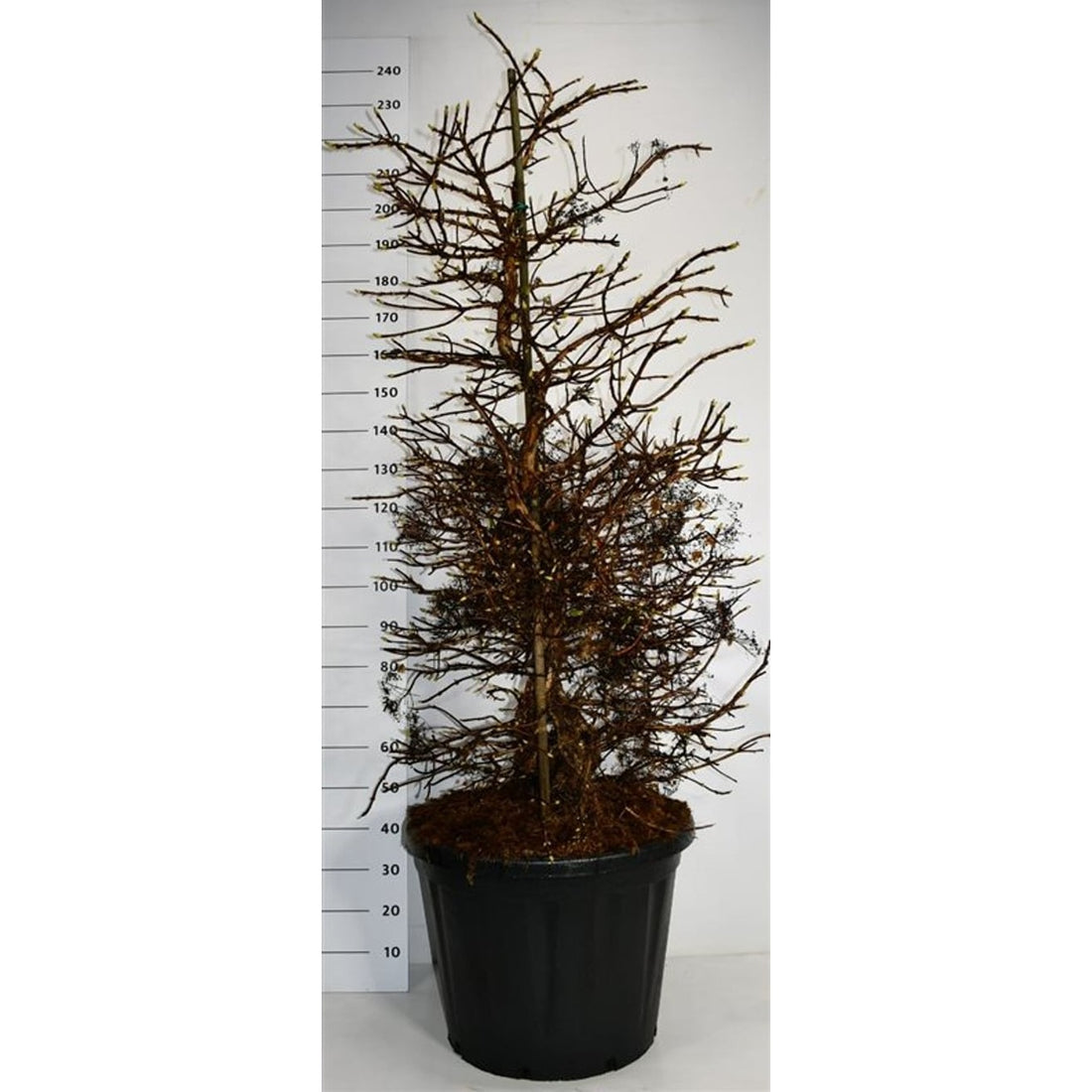 Hortensia – Hydrangea arborescens &