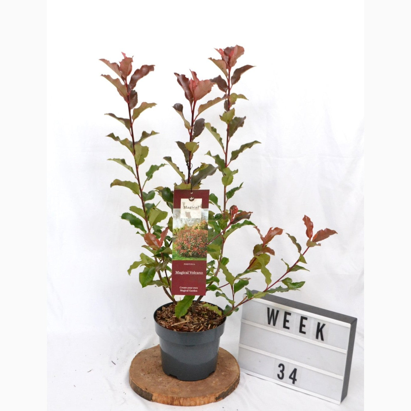 Fotinia – Photinia 'Magical Volcano' - C3 20-40 CM