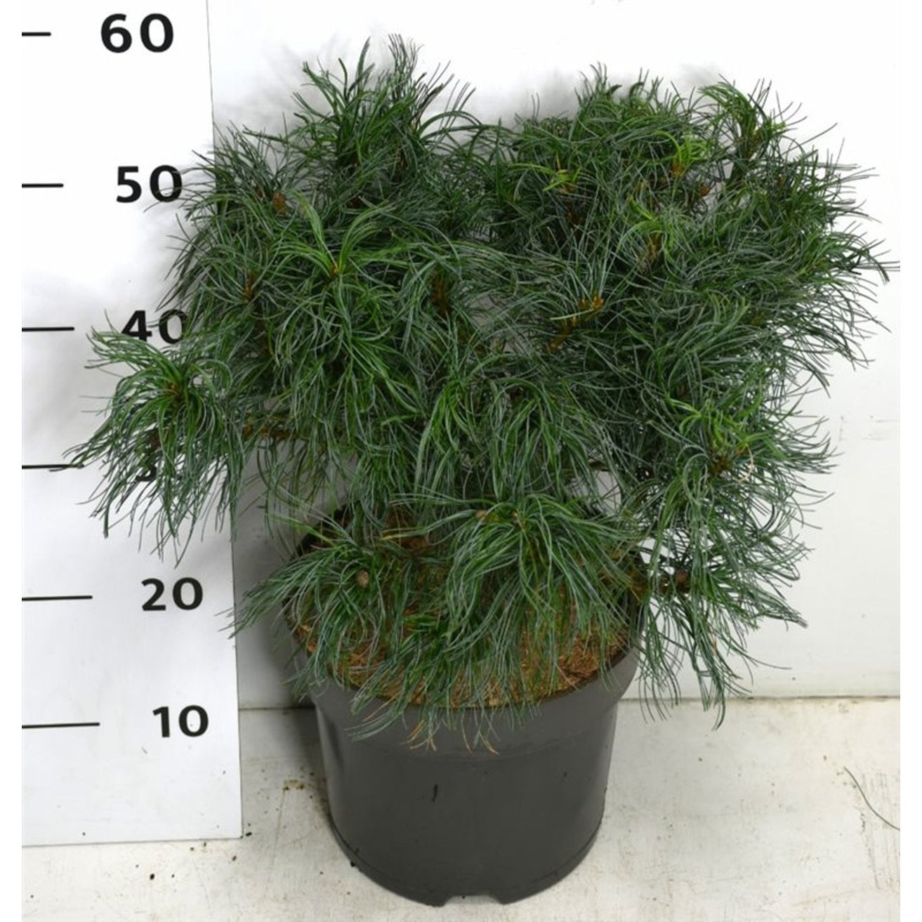 Västra vit­tall – Pinus strobus 'Tiny Kurls' - C7.5 30-40 cm.
