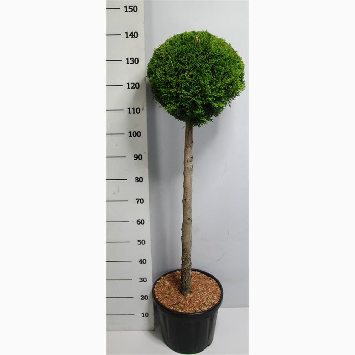 Thuja – Thuja occidentalis 'Smaragd' - 80 CM Stem C20