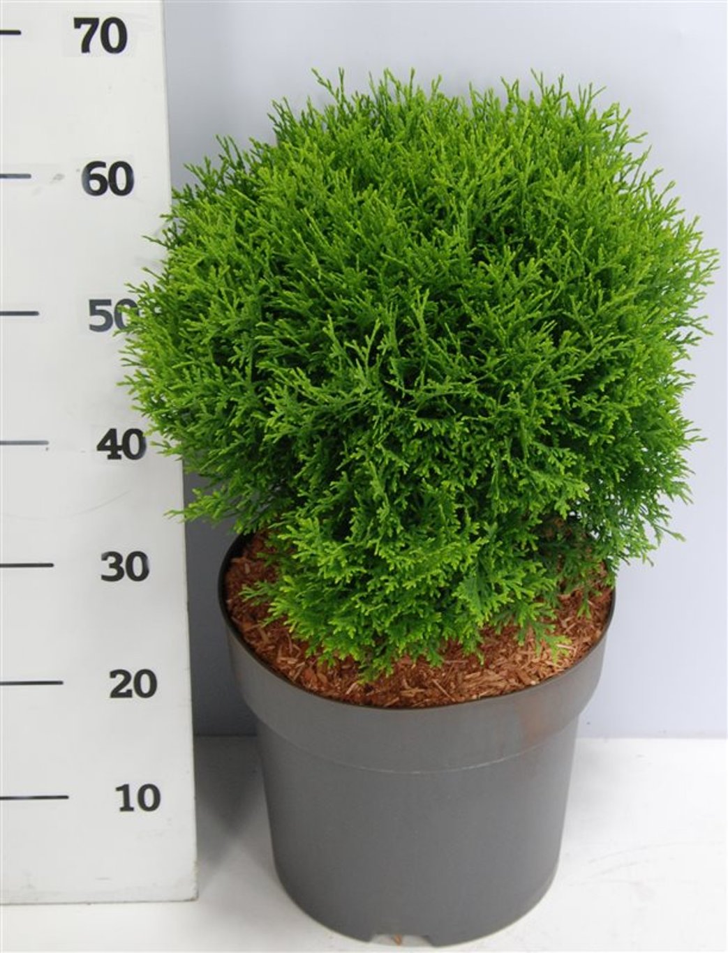 Thuja – Thuja occidentalis &