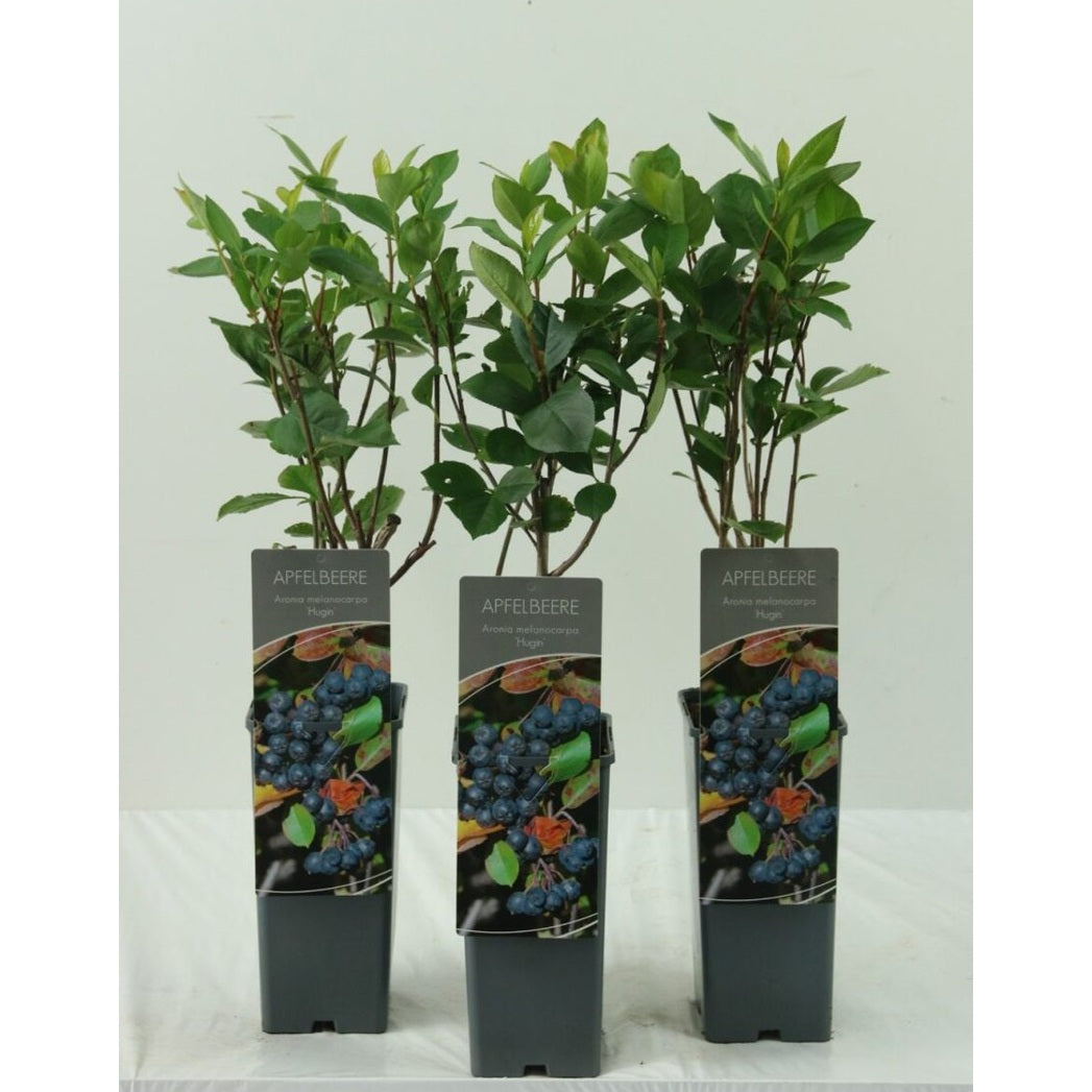 Svartaronia – Aronia melanocarpa &