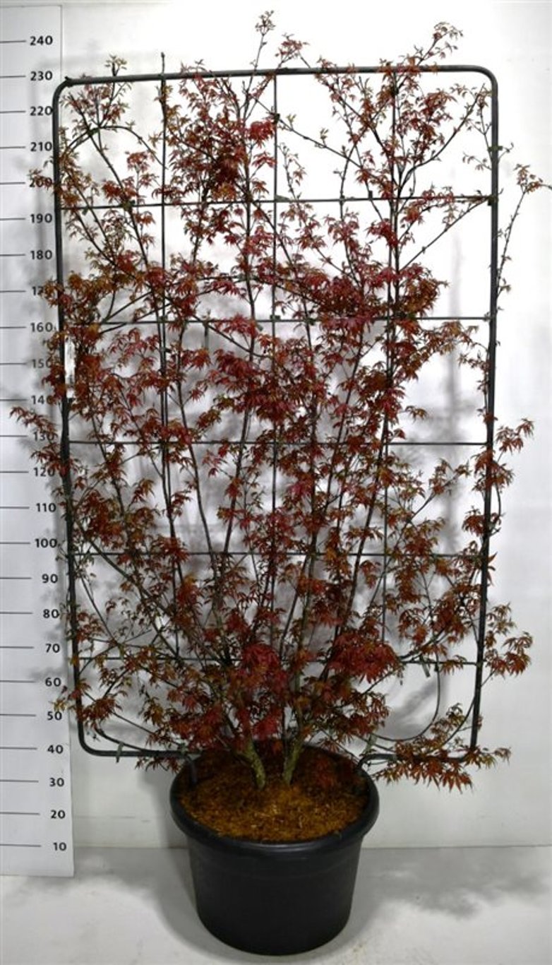 Japansk lönn – Acer palmatum &