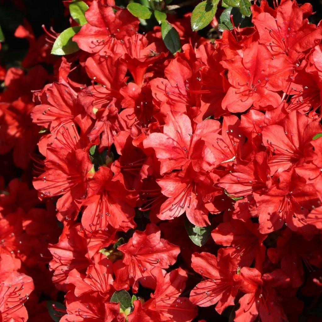Rhododendron – Rhododendron obtusum 'Rotstein' - C2 20-25 CM