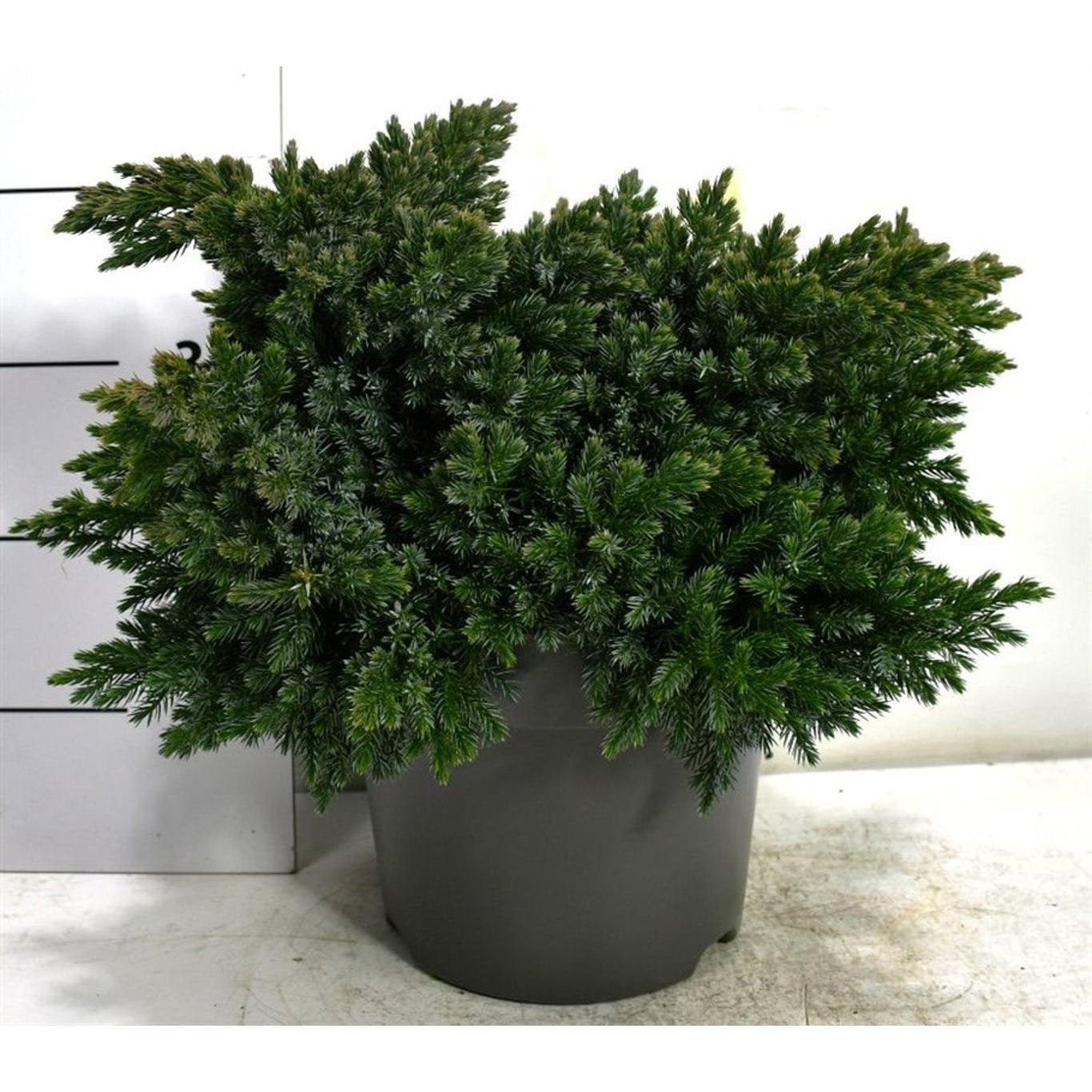 Fjäll-en – Juniperus squamata 'Blue Star' - C7.5 30-40 CM