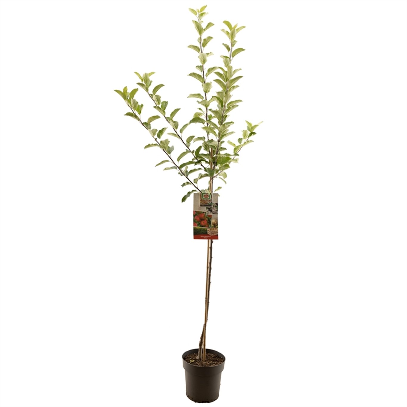 Äpple – Malus domestica 'Elstar' - C7,5 175-225 CM Halfstem