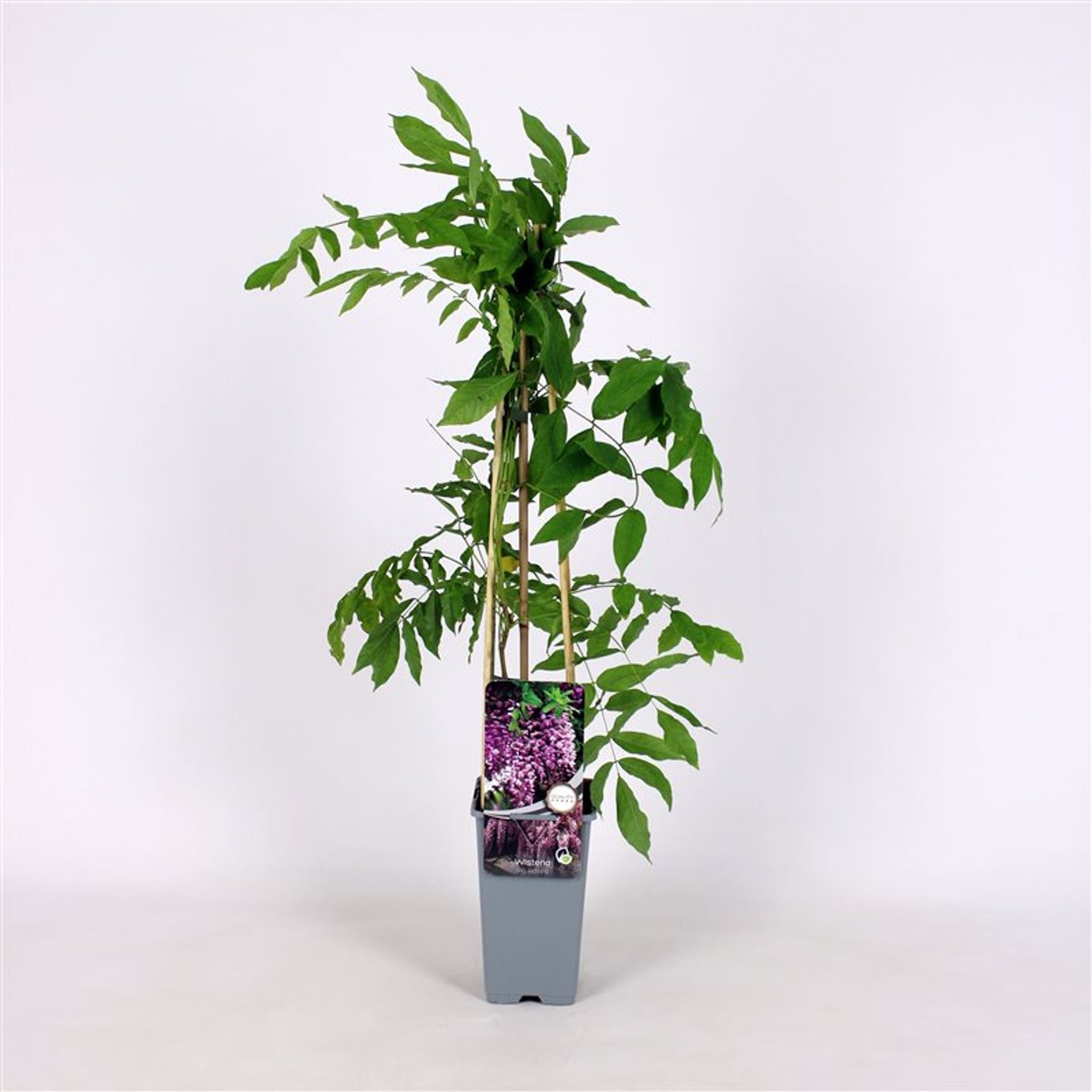 Blåregn – Wisteria floribunda 'Rosea' - C2 70/+ CM