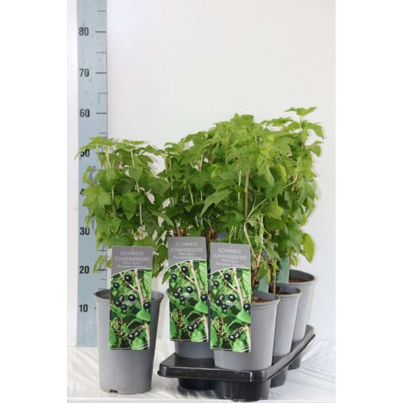 Svartvinbär – Ribes nigrum 'Silvergieter's Zwarte' - C3 40-60 CM