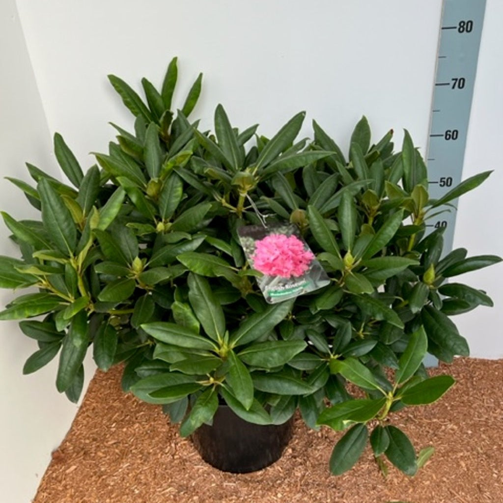 Rhododendron – Rhododendron 'English Roseum' - C12 60-70 CM