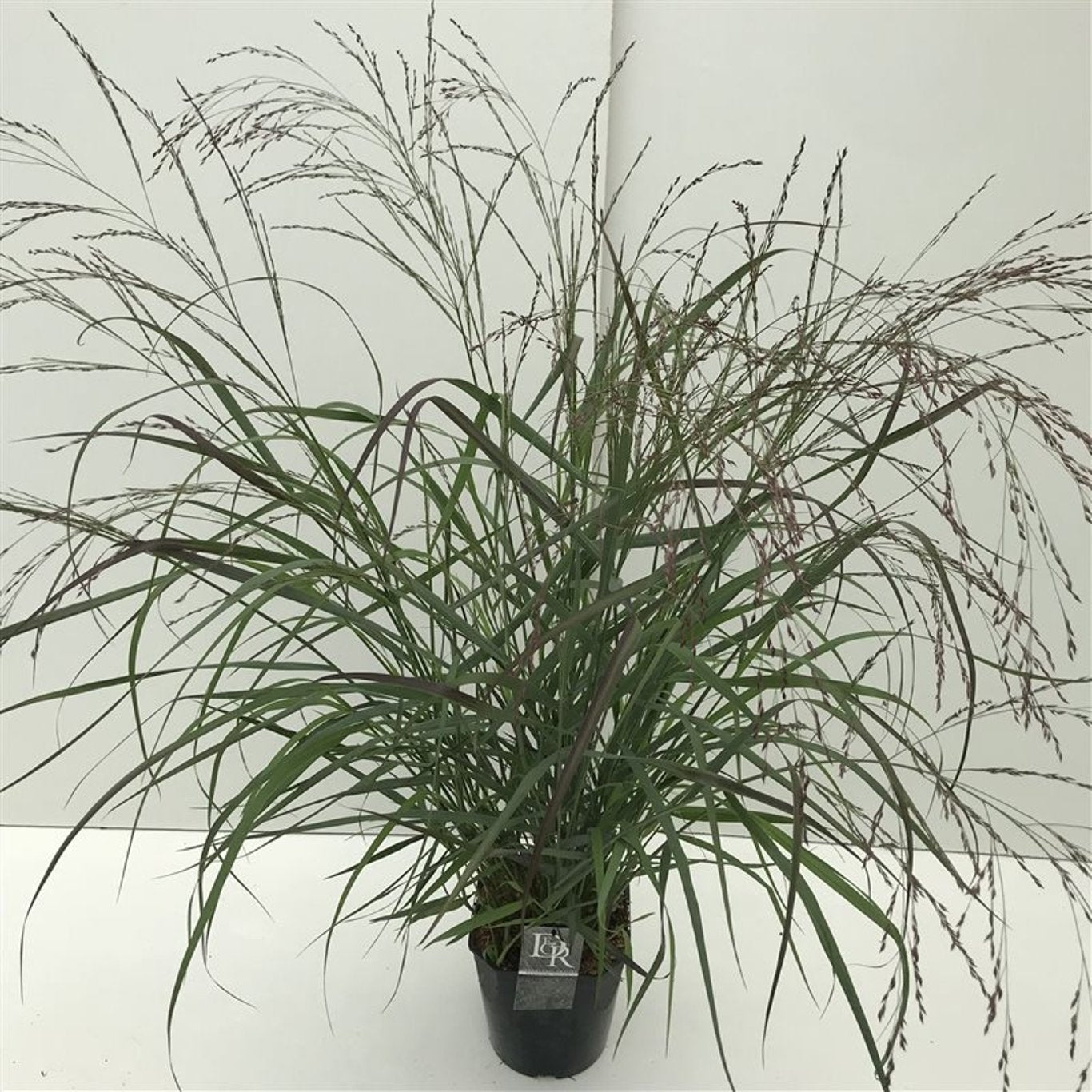 Präriestarr – Panicum virgatum 'Squaw' - C5
