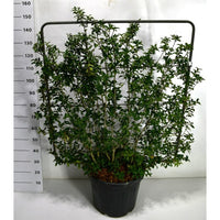 Burkwoodosmanthus – Osmanthus burkwoodii - C45 120 cm. Scherm