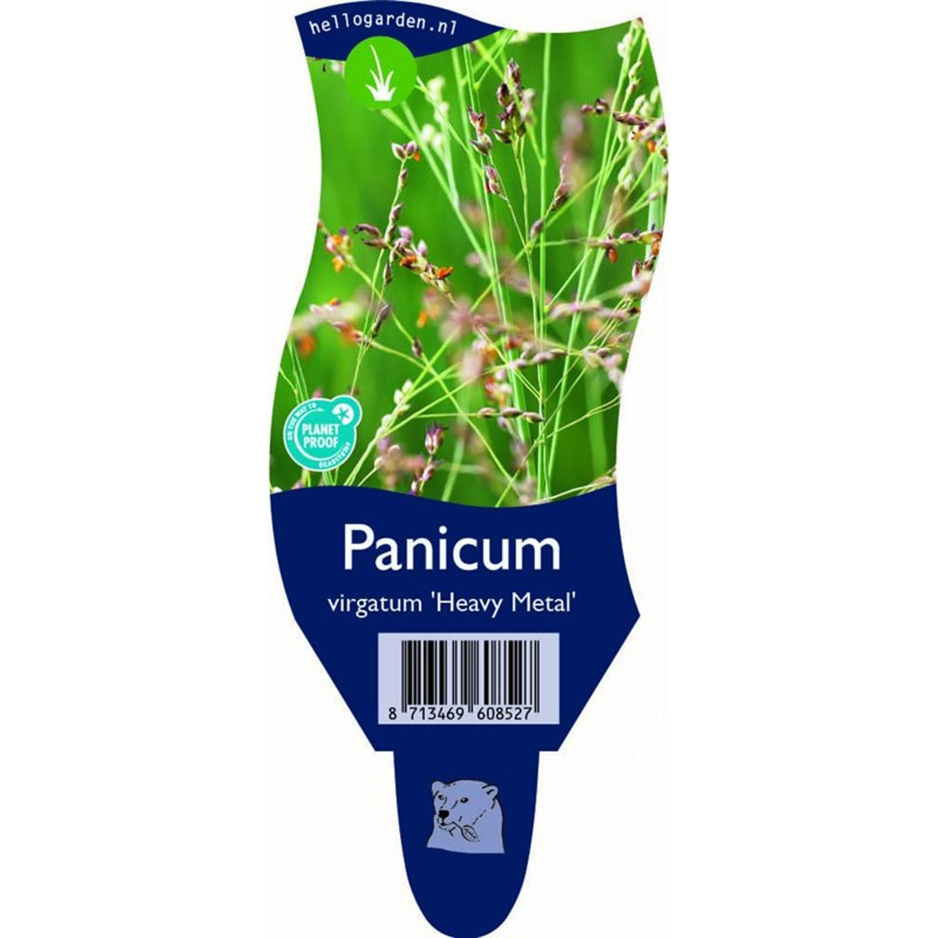 Präriestarr – Panicum virgatum 'Heavy Metal' - P11