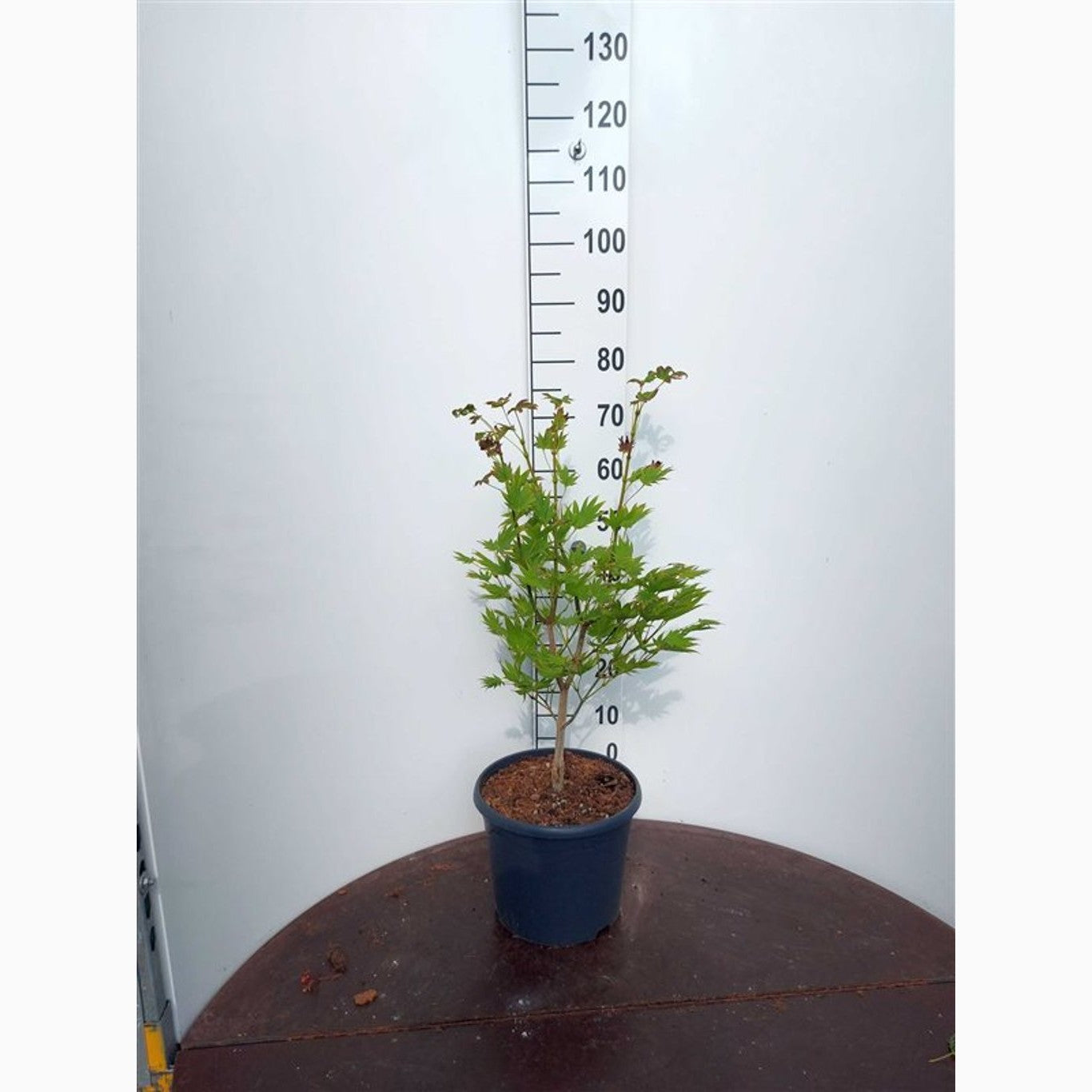 Japansk lönn – Acer shirawasanum 'Moonrise'® - C10 50-60 CM