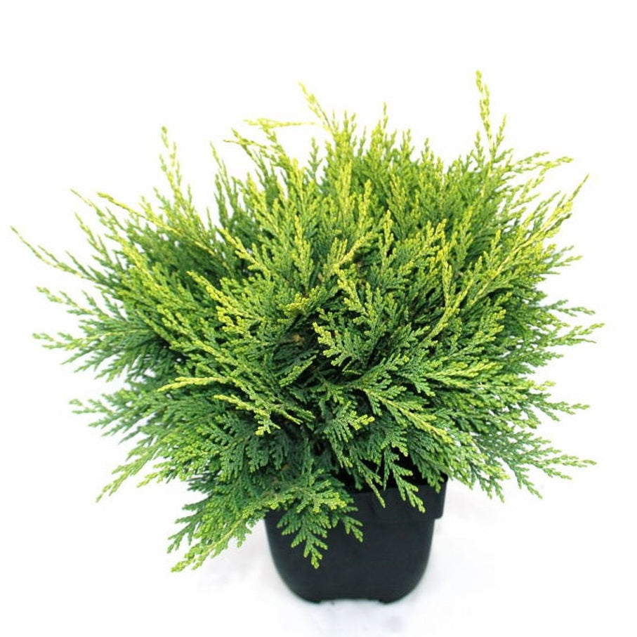 Ädelcypress – Chamaecyparis lawsoniana 'Sunkist' - C2