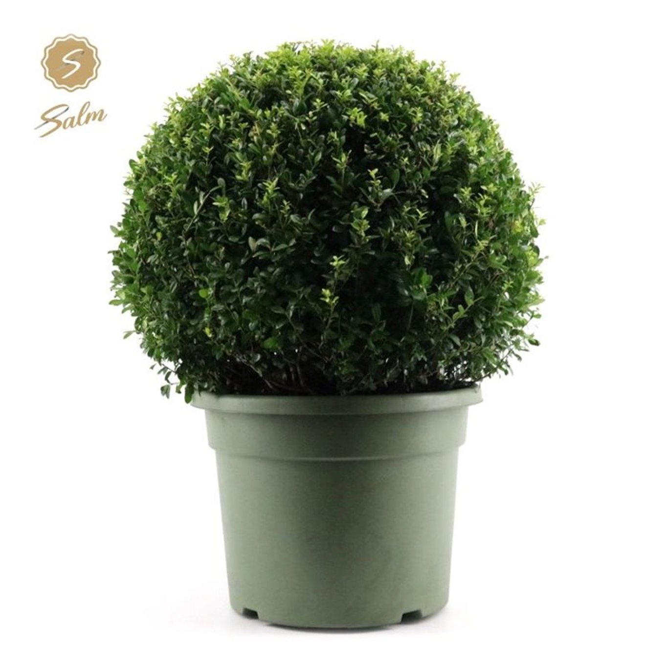 Japansk järnek – Ilex crenata - 70 CM Ball Cont.