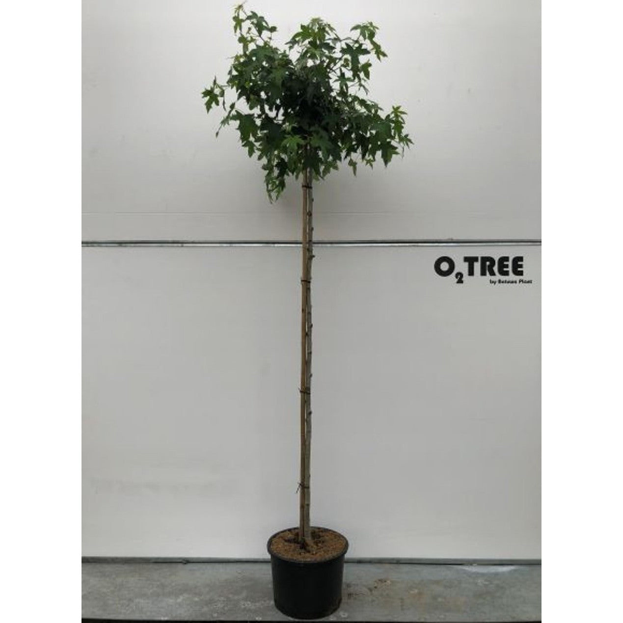 Amerikanskt ambra – Liquidambar styraciflua 'Pendula' - C25 10/12  220 CM Stem