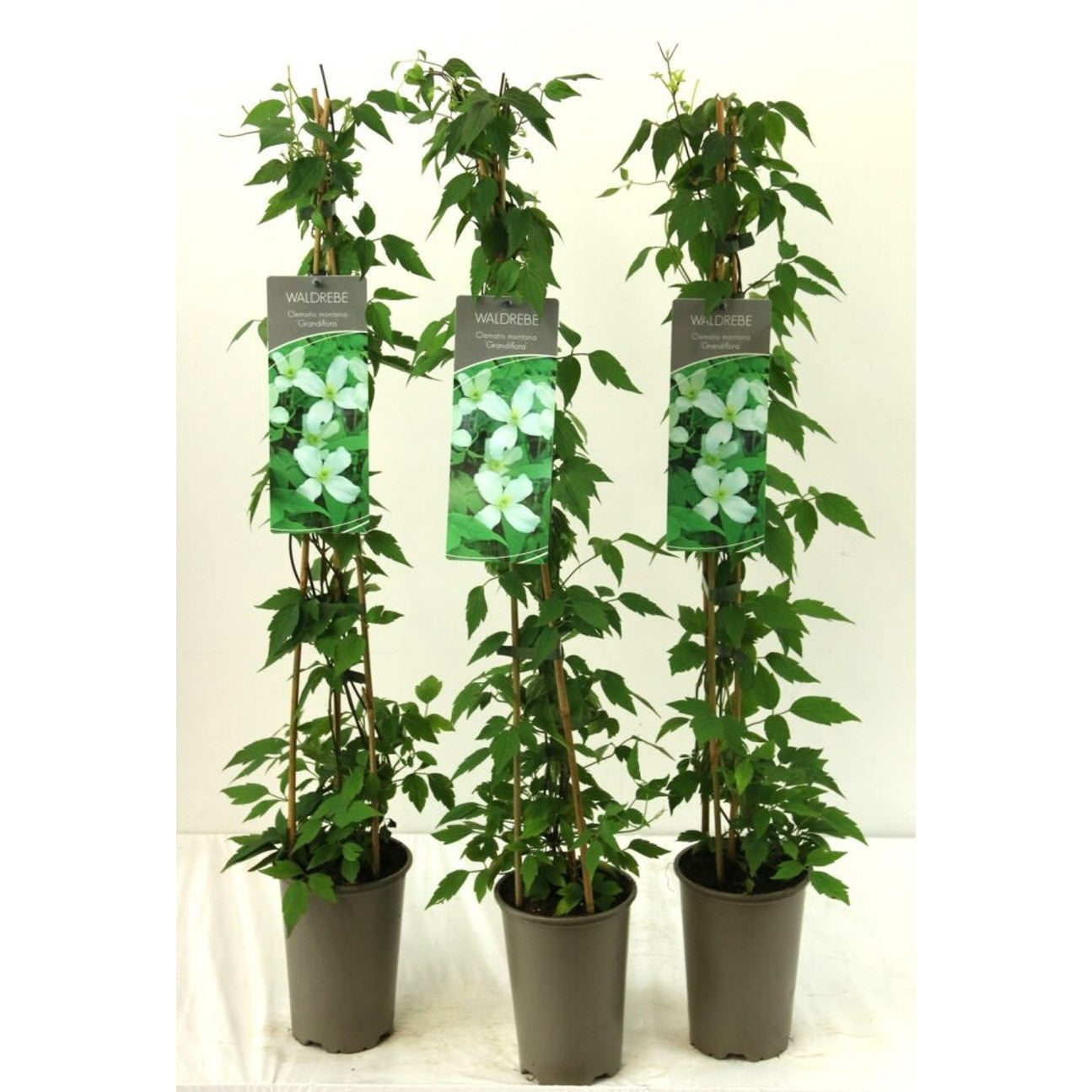 Klematis – Clematis montana grandiflora - C2 60-80 CM Stick