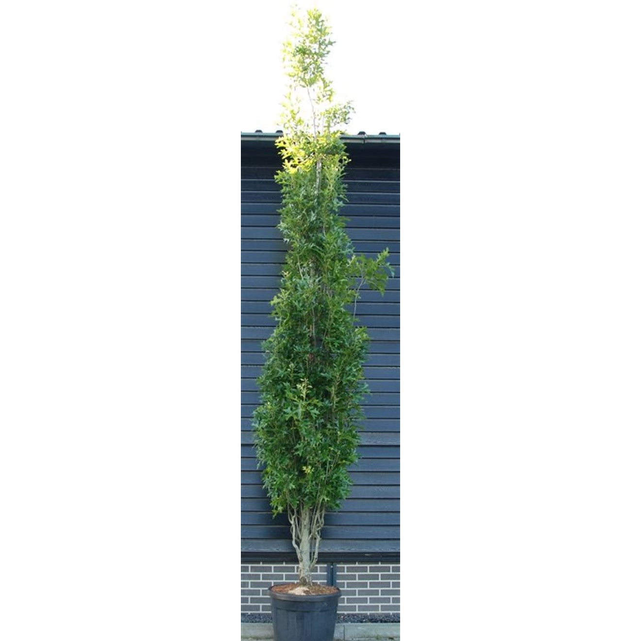 Sumpek – Quercus palustris 'Green Pillar' - C130 400-450 cm.