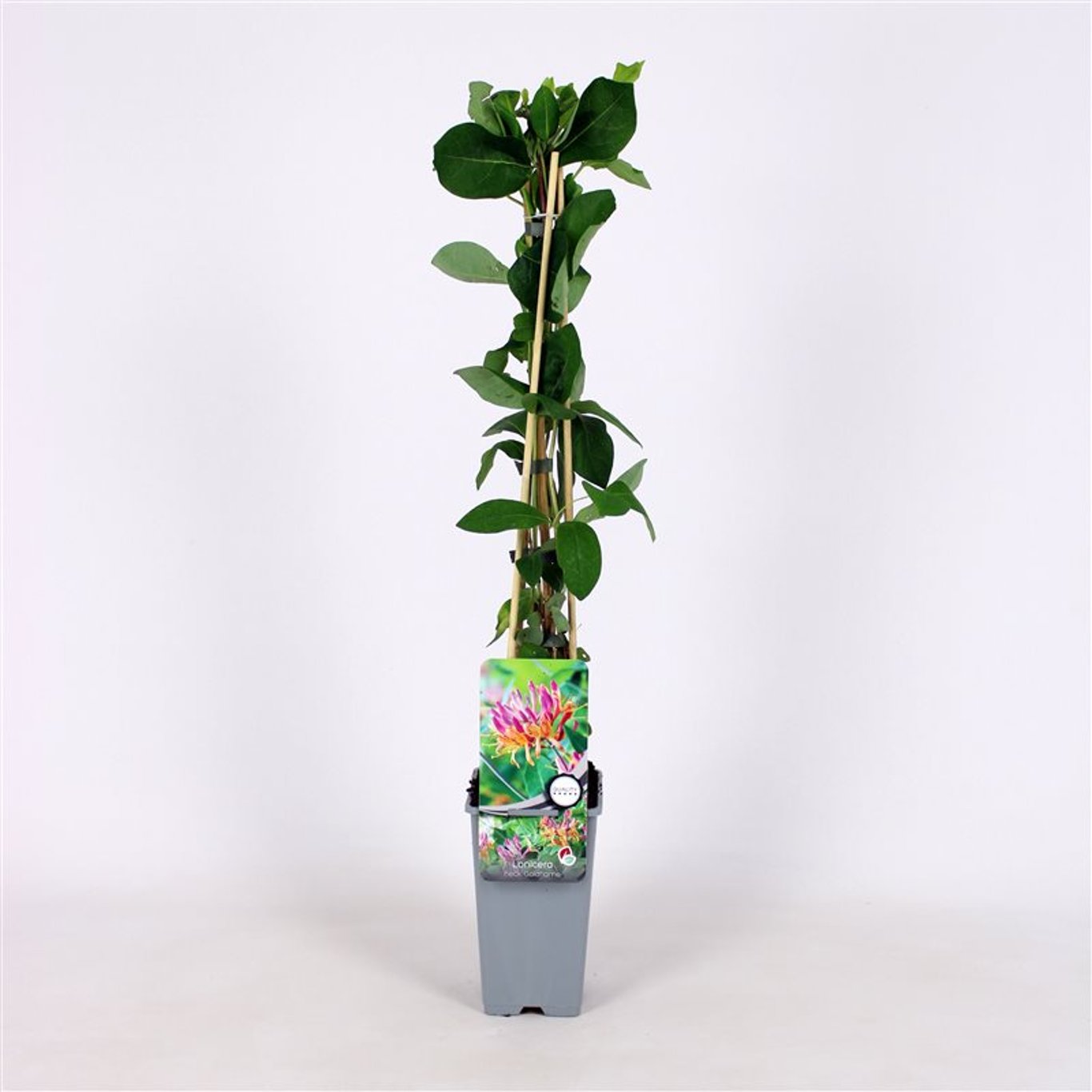 Kaprifol – Lonicera heckrottii 'Goldflame' - C2 70/+ CM