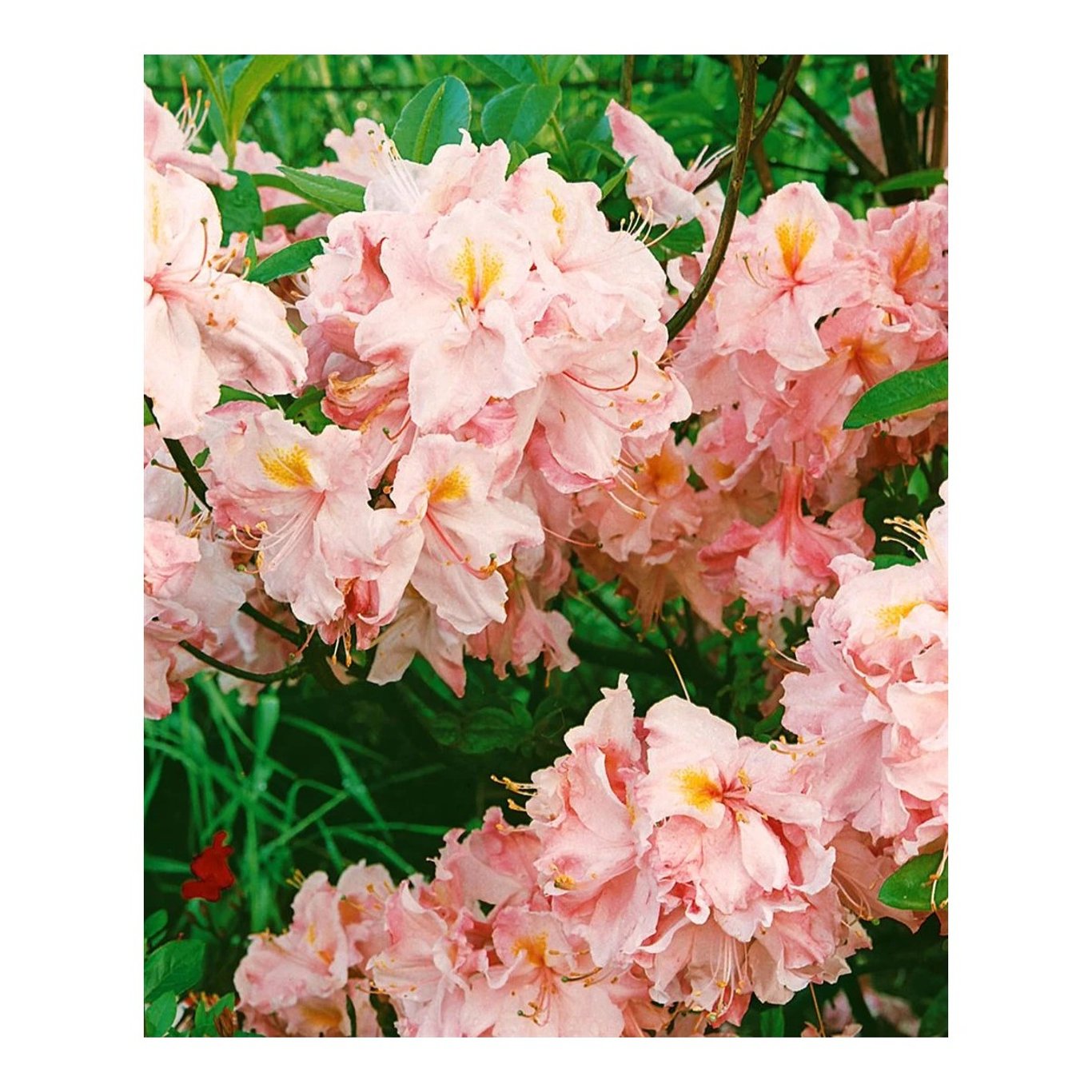Rhododendron – Rhododendron (AO); 'Irene Koster' - C5 40-50 CM