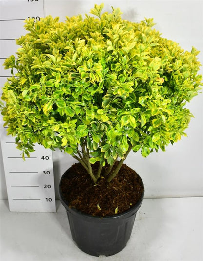 Japansk benved – Euonymus japonicus &
