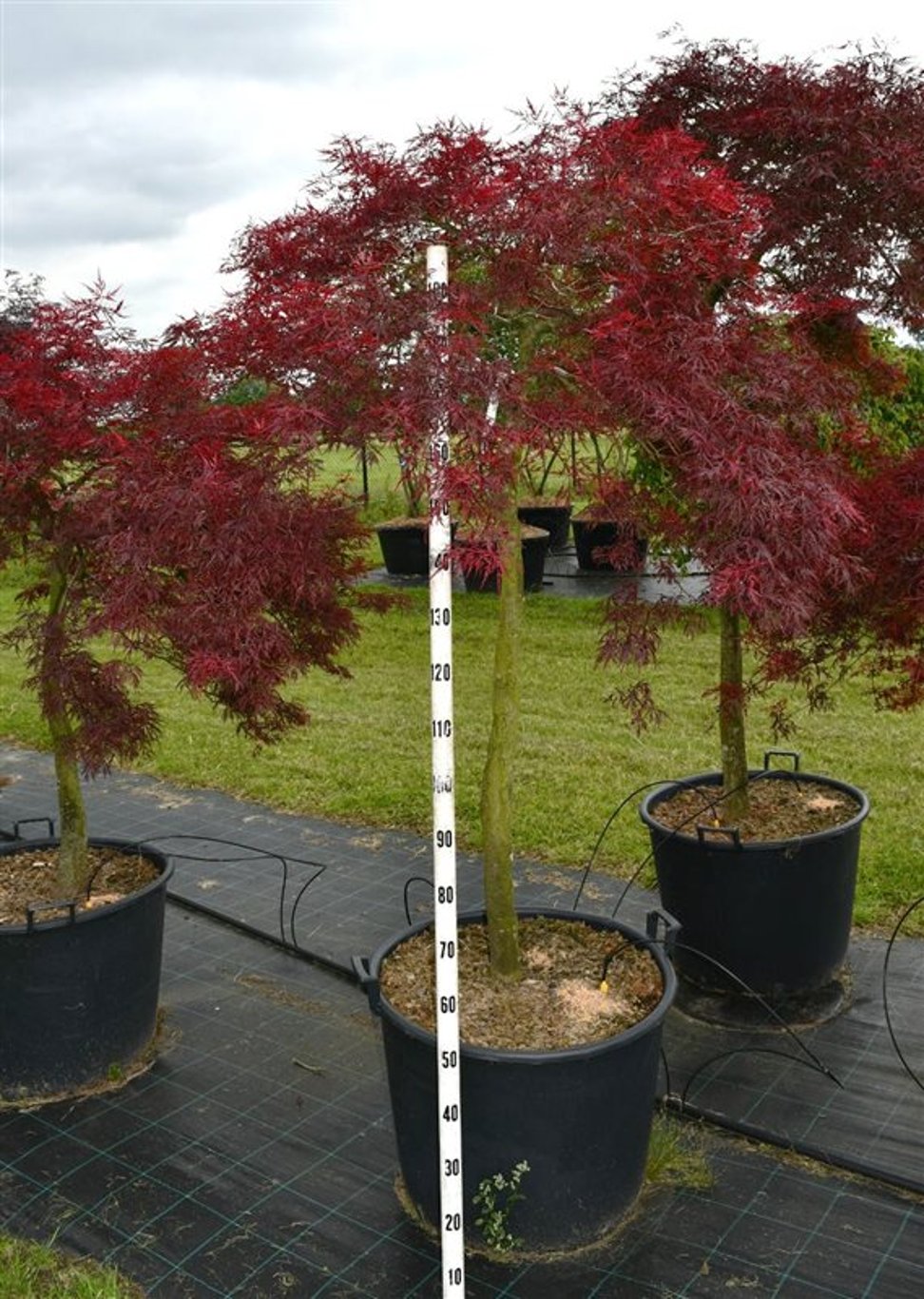 Japansk lönn – Acer palmatum &