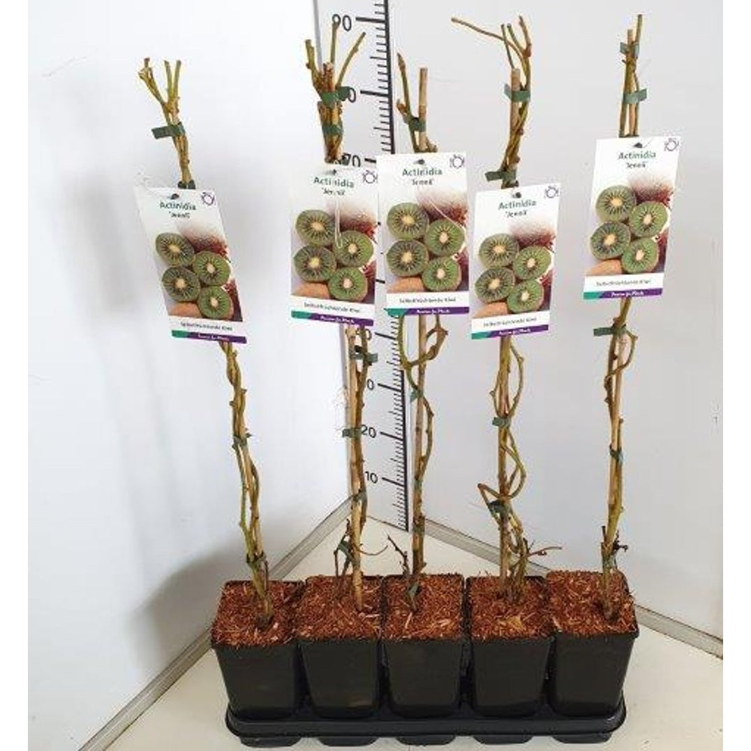Minikiwi – Actinidia d. 'Jenny' - C2 60-80 CM Stick