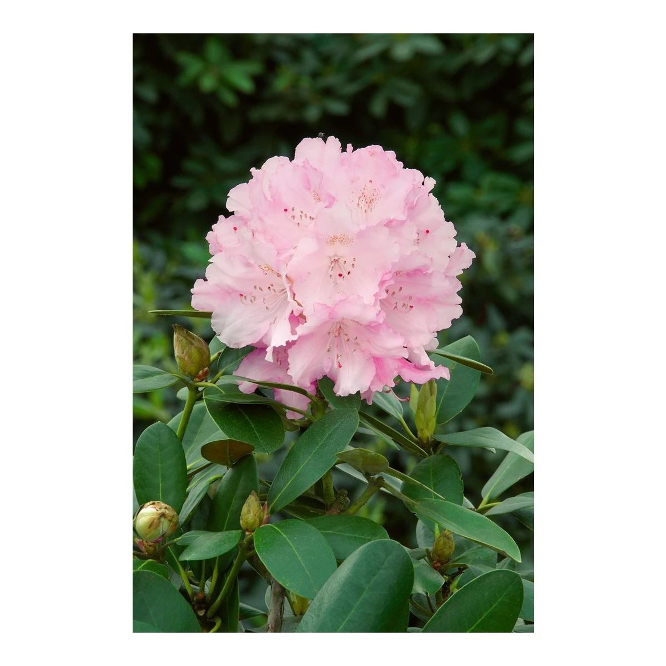 Rhododendron – Rhododendron (Y); 'Silberwolke' - C5 30-40 CM