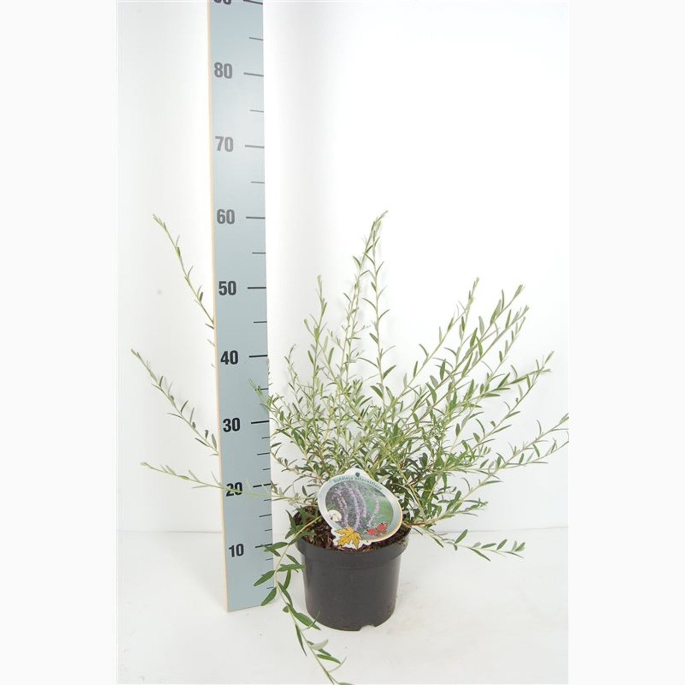 Sommarlilja – Buddleja alternifolia - C3 50-60 CM