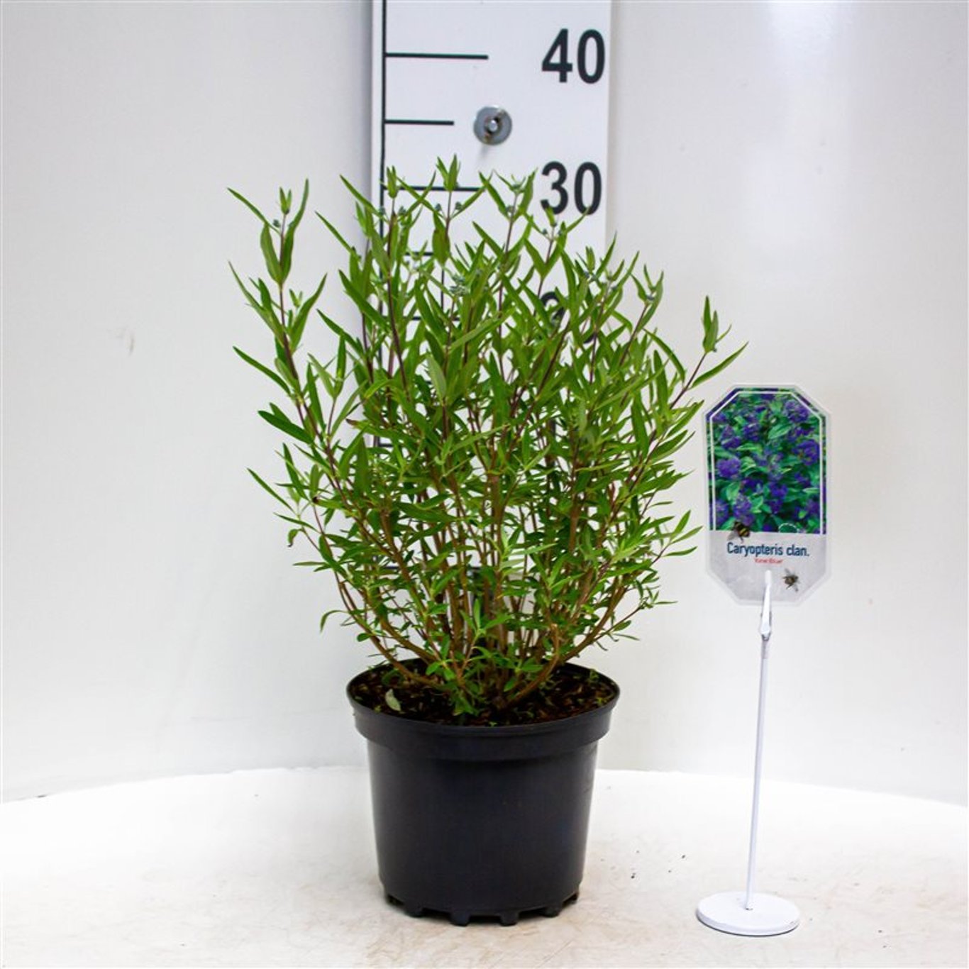 Blåspirea – Caryopteris clandonensis 'Kew Blue' - C3 30-40 CM