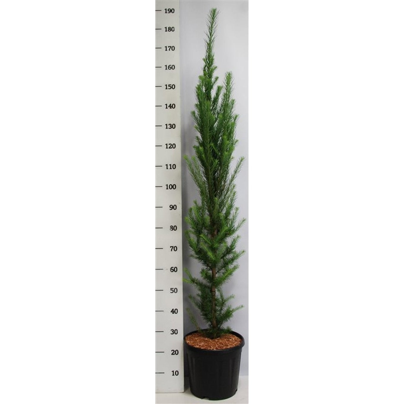 Japansk lärk – Larix kaempferi 'Jakobsen's Pyramid' - C13 100-125 cm. Gestokt