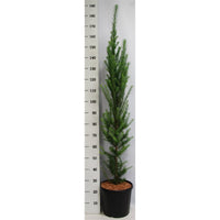 Japansk lärk – Larix kaempferi 'Jakobsen's Pyramid' - C13 100-125 cm. Gestokt