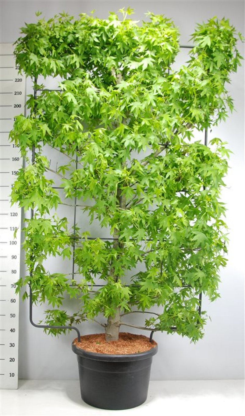 Amerikansk ambra – Liquidambar styraciflua - C60 200 cm. Scherm