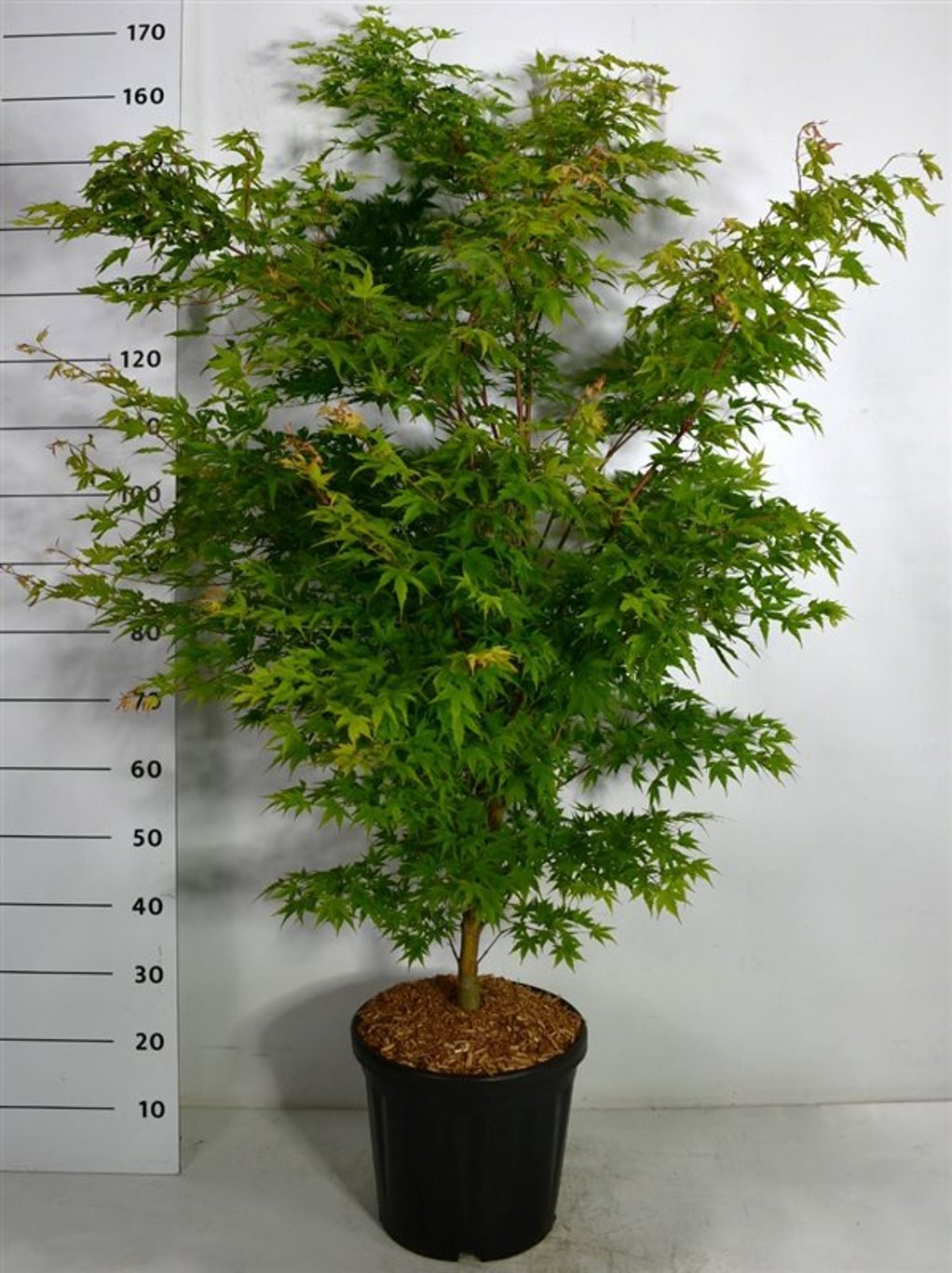 Japansk lönn – Acer palmatum &