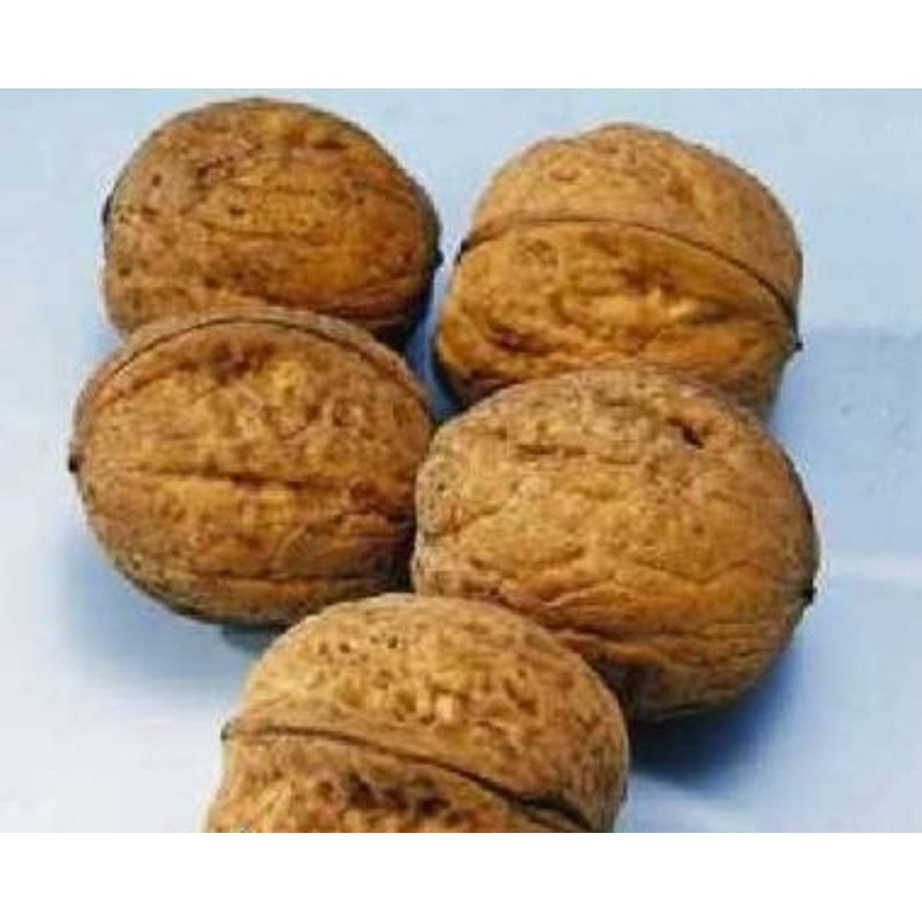 Valnöt – Juglans regia 'Buccaneer' - C20 6/8  150 CM Stem