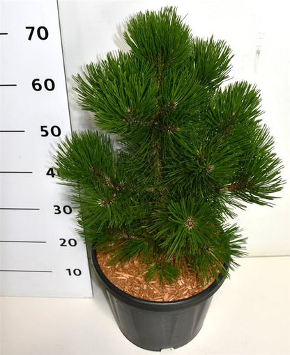 Balkantall – Pinus heldreichii &