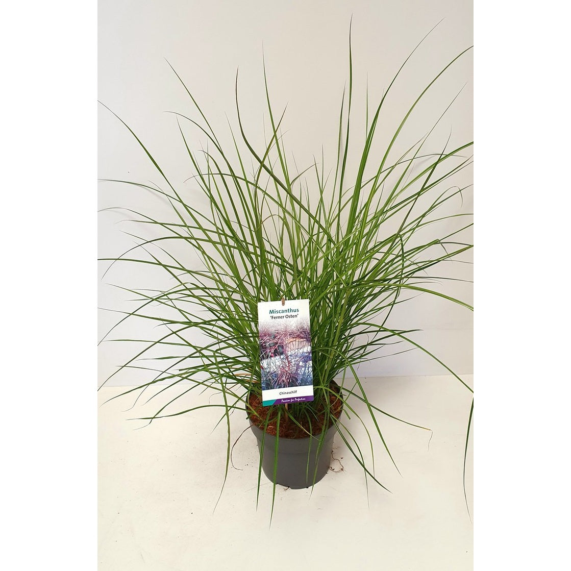 Glansmiskantus – Miscanthus sinensis 'Ferner Osten' - C5
