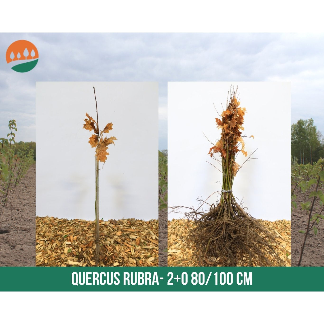 Rödek – Quercus rubra - 80-100 CM bare root 1/1