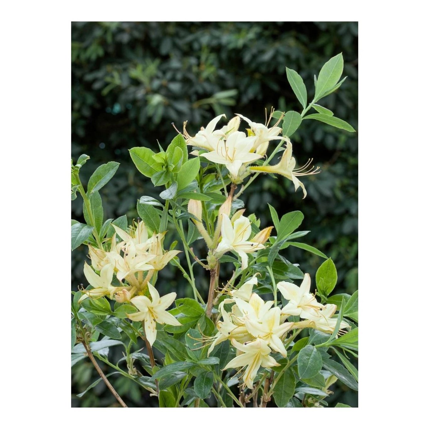 Rhododendron – Rhododendron luteum 'Lemon Drop' - C12 60-80 CM