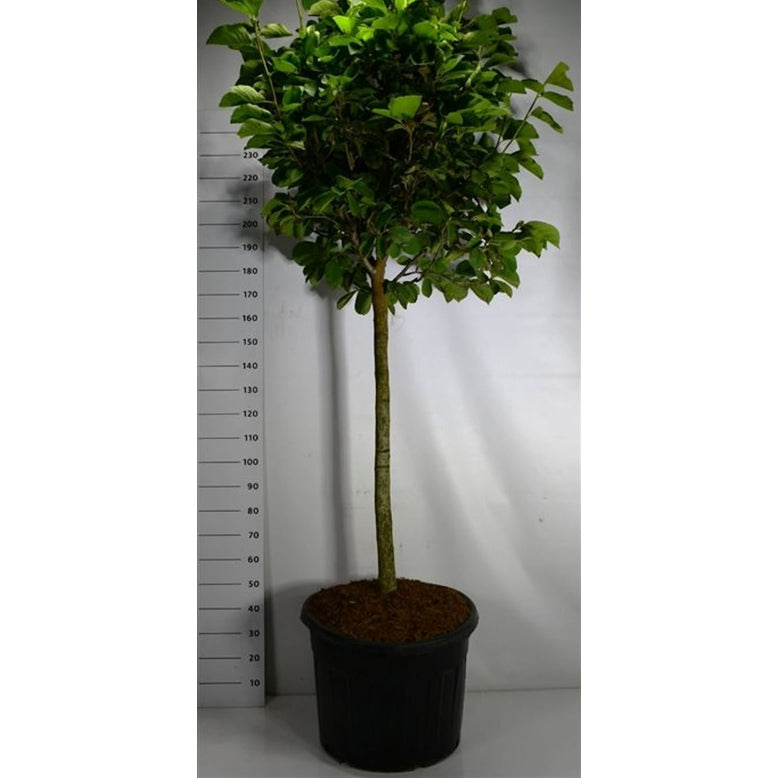 Magnolia – Magnolia &