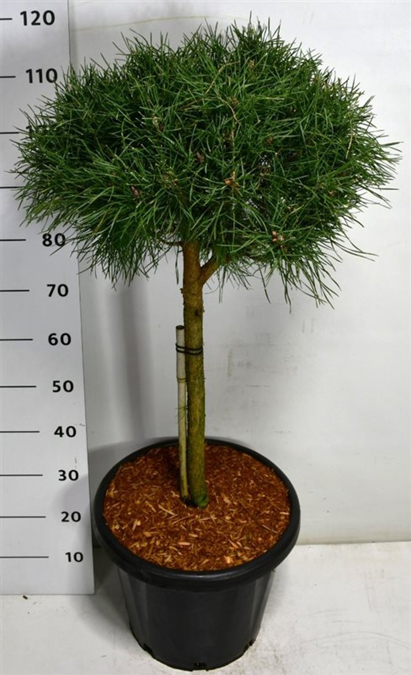 Tall – Pinus sylvestris &