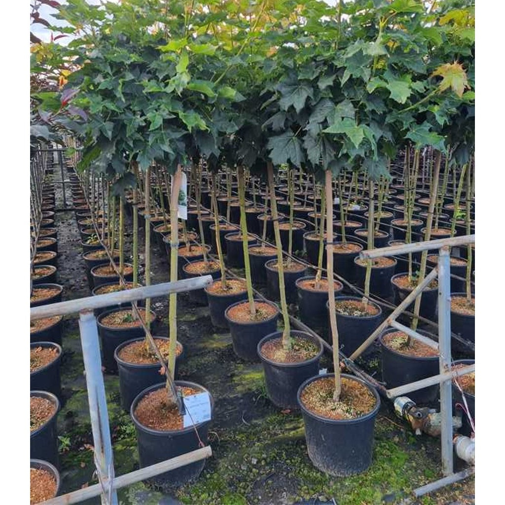 Skogslönn – Acer plat. 'Globosum' - 150 CM Stem C20