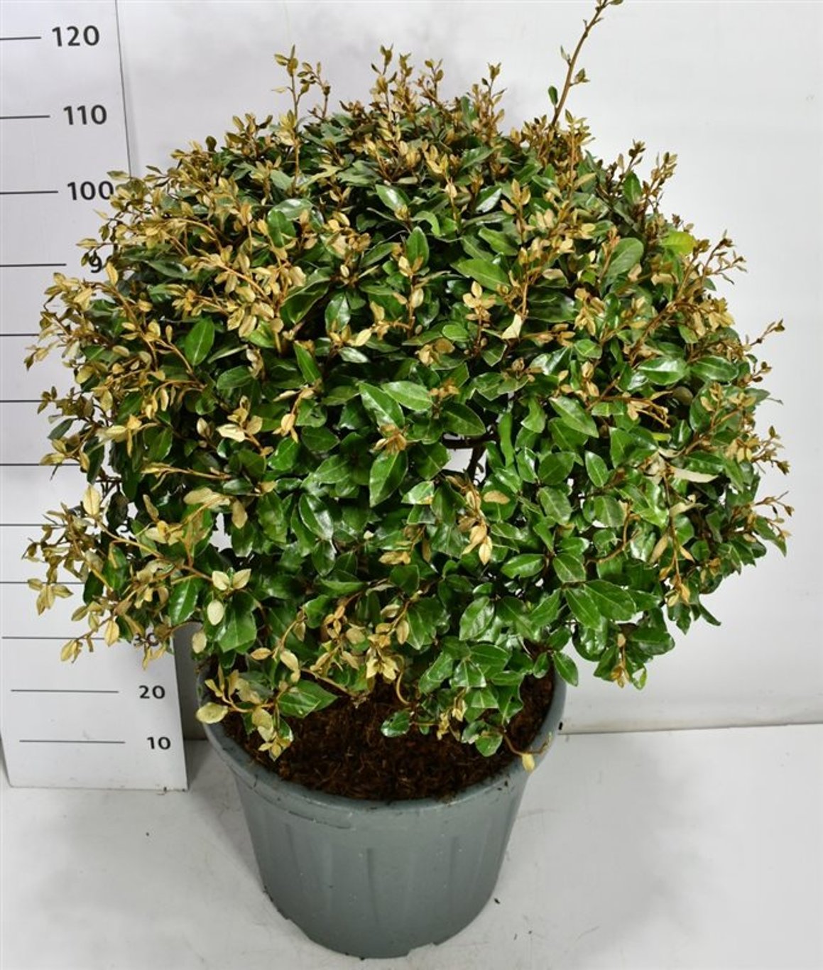 Silverolvon – Elaeagnus ebbingei - C55 70-80 cm. Meerstammig