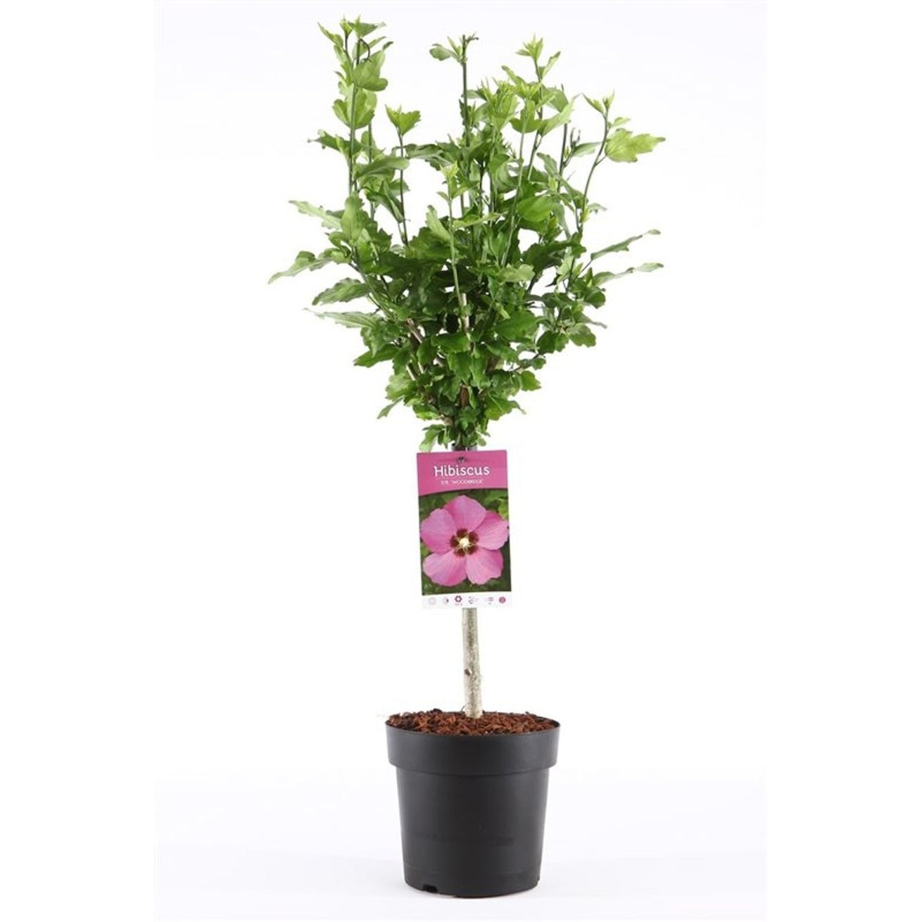Hibiskus – Hibiscus syriacus 'Woodbridge' - 30 CM Stem C3