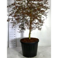 Japansk lönn – Acer palmatum 'Inaba-shidare' - C130 100 cm. Stam