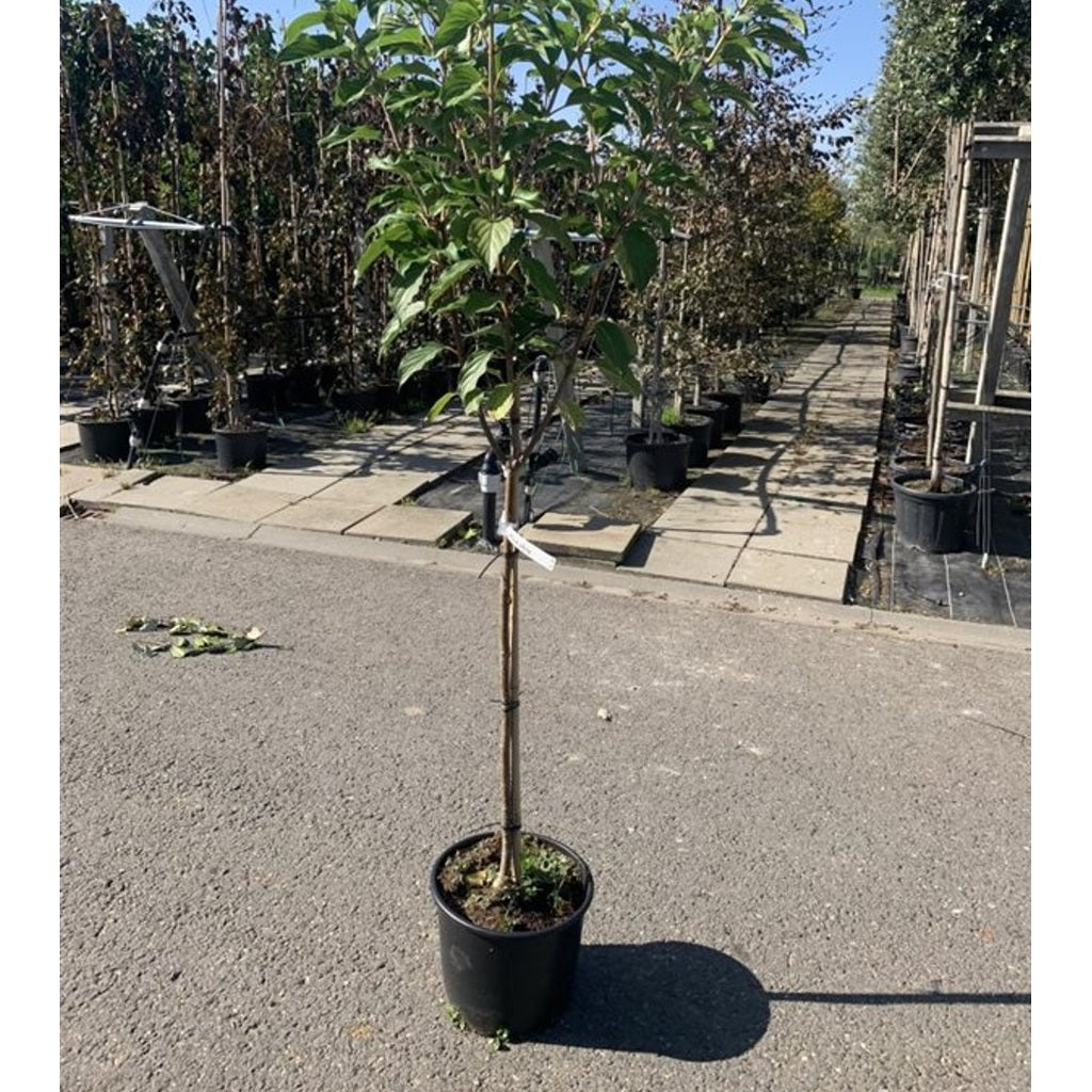 Syrenhortensia – Hydrangea paniculata 'Kyushu' - 100 CM Stem C10