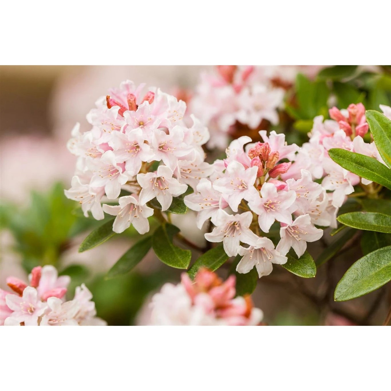 Rhododendron – Rhododendron microhirsutum 'Bloombux'® - C5 30-40 CM